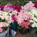 남대문지하상가 | 서울 남대문 꽃시장 꽃도매상가 방문 후기(가는방법, 영업시간, 주차, 포장)