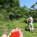 황금빛농장 이미지