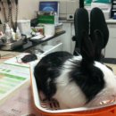 바라다동물병원 이미지