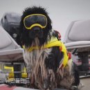 프라임 도그 이미지