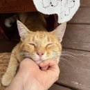 폴리민박 이미지