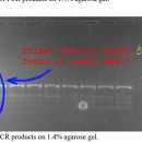 [우한폐렴] 새로운연구-코로나mRNA백신은 인간DNA를 영구적으로 바꾼다. 이미지