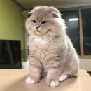 [생애주기 맞춤형] 나다운 집 찾기 | 고양이 사료 추천 실내묘 맞춤 케어 힐스 어덜트 인도어치킨 급여 후기