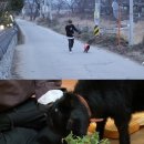 장미흑염소 이미지