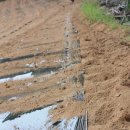 춘자농장 이미지