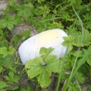 동아농장 이미지