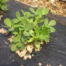 뒤뜰농장 이미지