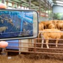 쑥쑥한우농장 이미지