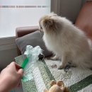 연동물병원 | [서울 화곡] 24시간 진료 가능해서 든든했던 연 동물의료센터 솔직 후기