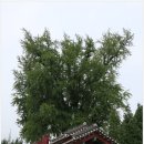 유림-1075 | [보호수/경기-오산]궐동 궐리사 은행나무