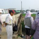 (사)하천사랑운동 금강본부 의 주민과 함께 하는 논산천변 가시박 퇴치사업 이미지