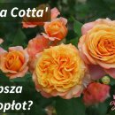 라빌라빌라 이미지