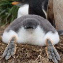 펭귄PC방 이미지