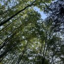 옻골로 | 대구 옻골마을 한옥 감성카페 “카페모미” 솔직 후기｜에이드 한 잔에 힐링하는 시간