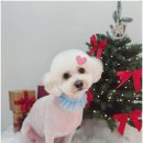 댕댕이미용 | 미추홀구애견미용 단추네펫살롱에서 울집 댕댕이 미용한 후기