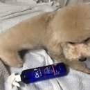 주니펫 이미지