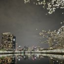 [석촌호수 벚꽃축제] 2024년 04월 석촌호수 벚꽃축제 후기_벚꽃가득, 사람가득
