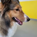 리본반려견 유치원 이미지