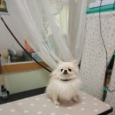 늘, 이쁘개 이미지