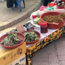 (주)온전히 | 3월의 마지막 주, 노란 봄을 담은 구례 산수유꽃 막차 후기