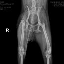 금빛동물수술센터 이미지