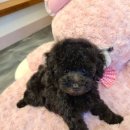 아리스타펫호텔 이미지