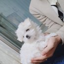 멍뭉이 이미지