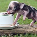 고마워돼지 이미지