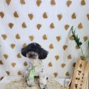 광릉내 애견 이미지