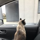 이루다플래닛(주) | 울 루리 고양이 수술없이 결석치료 완치되었다.
