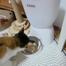 스마트한 펫시터 준비하기 | 고양이 자동급식기 추천 앱 연동 가능한 하그노스 자동급식기 후기