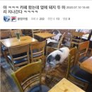 돼지두마리 이미지