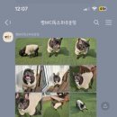 썸바디독스 파주분점 네이버블로그