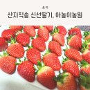 산지직송 딸기라서 더욱 신선한 아농이농원 설향딸기 후기