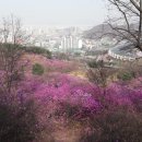 부천 원미산 진달래동산...이곳에서 출마한 새누리당 이음재 후보를 응원합니다 이미지