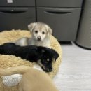 옹기종기 이미지