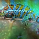카멜레온 이미지