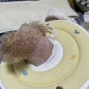 평생피부과동물병원 이미지