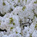 가시나무공원 이미지