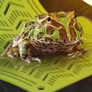 모니아(MONIA) 이미지