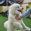 대성세탁양복 이미지