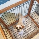 아프지말게 동물병원 이미지