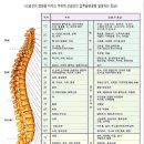 신경선 이미지