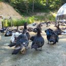 동녁골농장 이미지