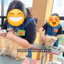 그랜드 애견 미용 이미지