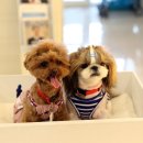 테리몽하우스 이미지