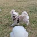 가치있개 반려견 유치원 이미지