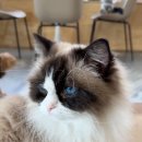 냥냥하우스 이미지