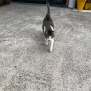 220603 [제주 2일차] 에코랜드, 가시아방국수, 섭지코지, 올레시장, 마농치킨 중앙통닭