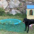 토토멍 애견풀빌라 이미지